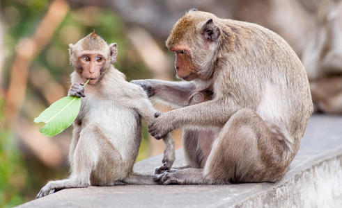 在泰国菲查布里的phra nakhon khiri历史公园带着一个孩子的猴子，