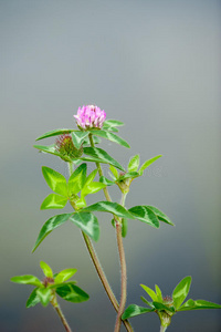 紫色三叶草花