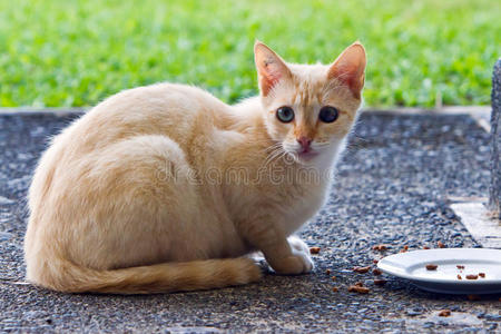 警惕的流浪猫