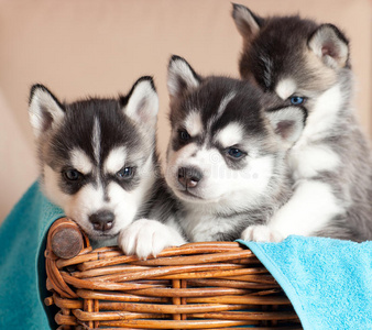 柳条雪橇三只小狗哈士奇照片