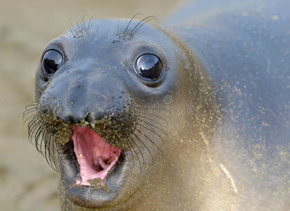 象海豹,新生幼崽或婴儿,大苏尔,加利福尼亚州照片