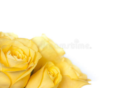 一束黄玫瑰图片