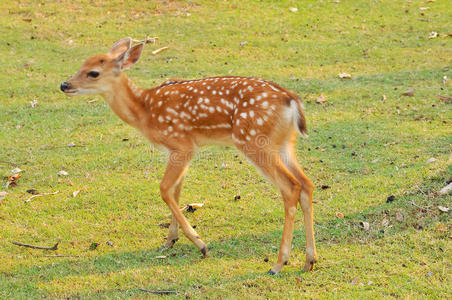 梅花鹿宝宝照片