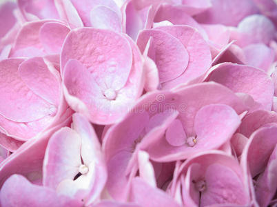 粉红绣球花和花瓣