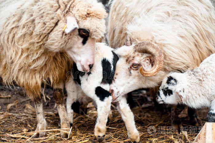 牧群中的羊吃草教训羊羔