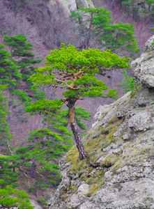 乌克兰美丽山区岩石上的强壮松树