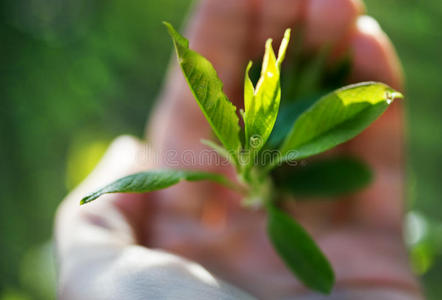 人类手中的芽植物