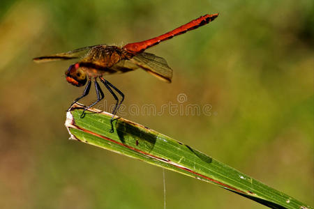 一片叶子上的红蜻蜓