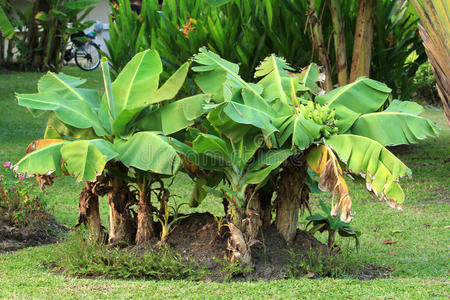 香蕉树图好玩有趣小矮人的帽子和用铁铲卡通小矮人隔离用叶子封闭矮化