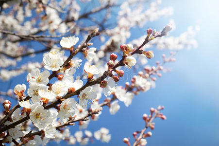 春暖花开