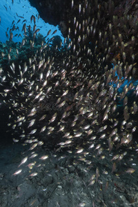 红海热带水域的玻璃鱼。