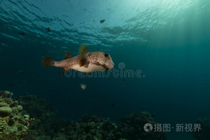 红海豪猪鱼。