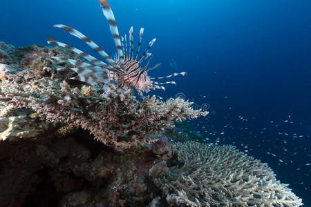 红海的狮子鱼和珊瑚。