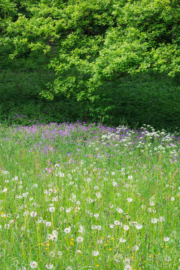 夏季花草草地