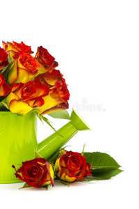 红玫瑰和黄玫瑰图片