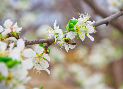 小花和蜜蜂