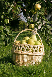 果园里有苹果的篮子