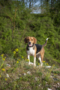 比格犬