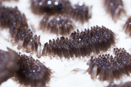 蚊子卵孵化照片