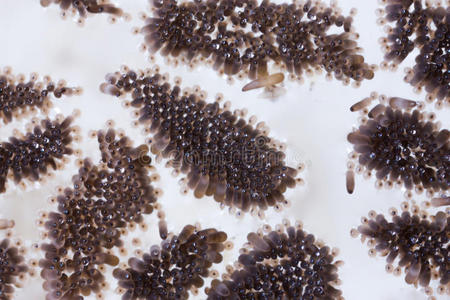 蚊子卵孵化照片