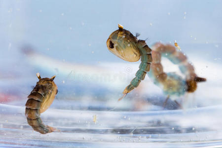 蚊子幼虫图片-蚊子幼虫素材-蚊子幼虫插画-摄图新视界