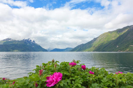 玫瑰挪威峡湾