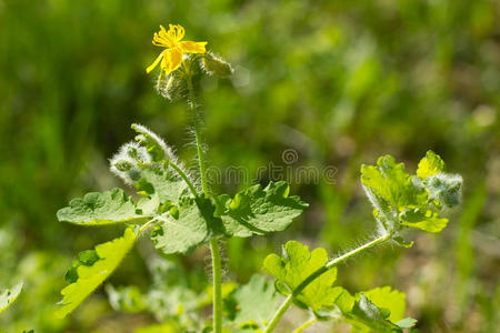 白屈菜花