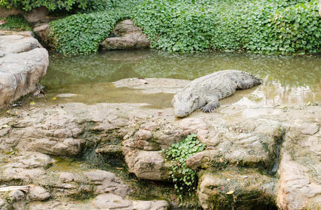 鳄鱼张开嘴躺在草地上