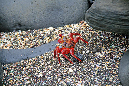 岩石间海滩上一只红螃蟹的低视角