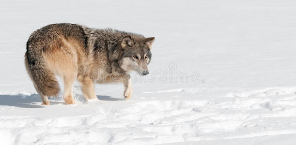 灰狼 犬狼疮 在雪地里匍匐前进相似素材图片 摄图新视界