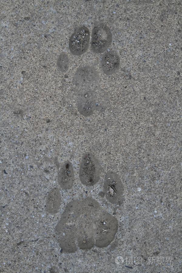 动物脚印