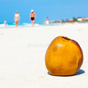 古巴沙滩上的椰子