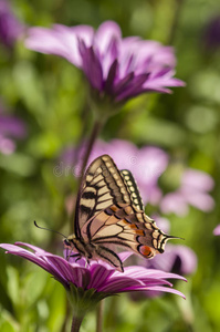 紫色雏菊地里的燕尾蝶