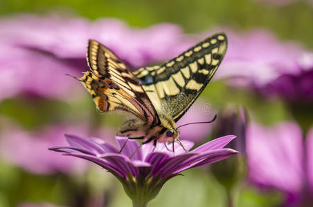 紫色雏菊地里的燕尾蝶