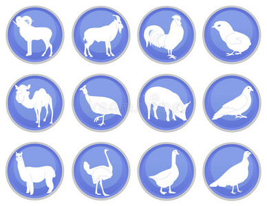 家畜图标集2照片
