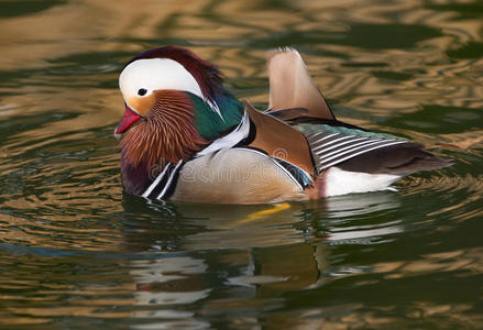 鸭子接吻鸳鸯公鸭照片