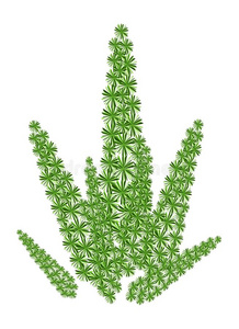 白底绿狐尾蕨照片