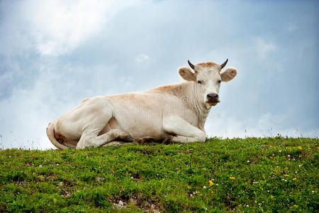 白牛卧青山照片