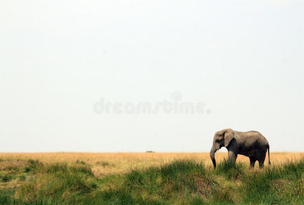 大草原上的大象