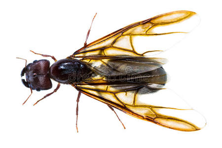 蚁后孤立的黑蚁后照片