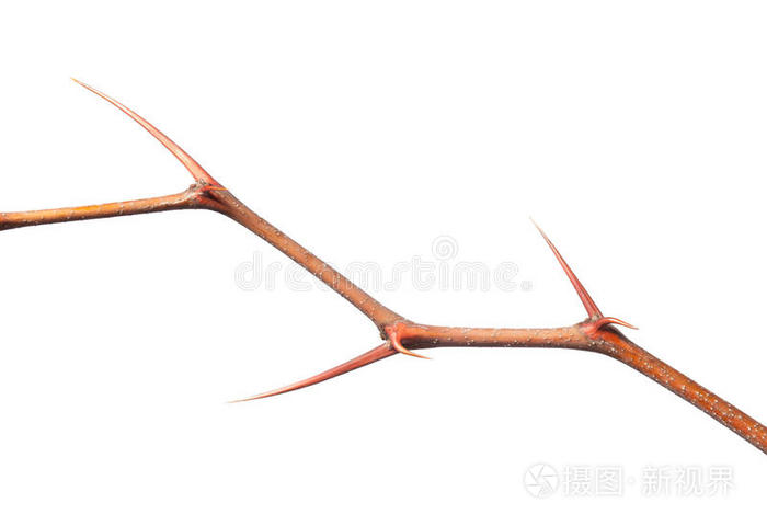 刺荆棘树干碎片蓝蓟死蓟蓟蓟特写白色长刺的绿色荆棘丛荆棘曲曲折折