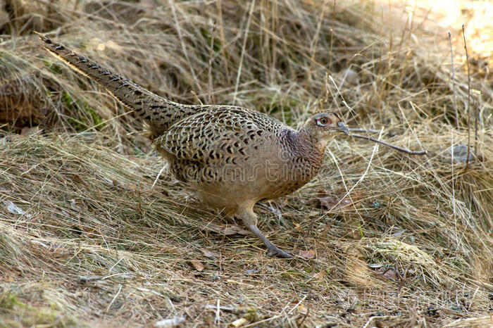 的绿草公鸡黄花蛇尾草黄花蛇尾草喜鹊白榕树雉鸡乌黑头的夜莺公鸡蓝天
