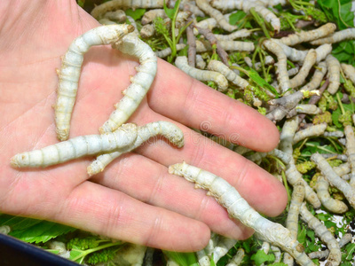 蚕丝用蠕虫细目照片