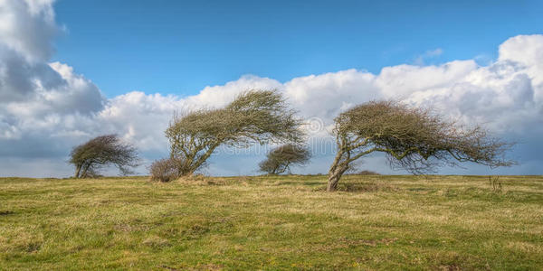 风吹麦浪风吹的树照片