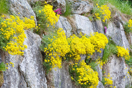 岩石间花石头间的黄花照片