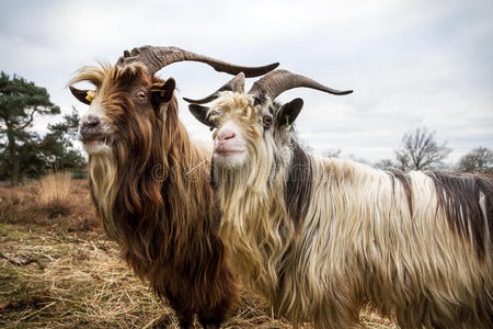 国内山羊关闭长白山羊照片