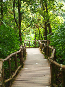 丛林 冒险 植物 风景 分支 木板路 内政部 国家 繁荣