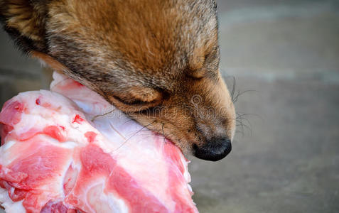 一点咀嚼的东西图片