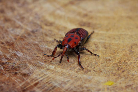坐在木头上的甲虫