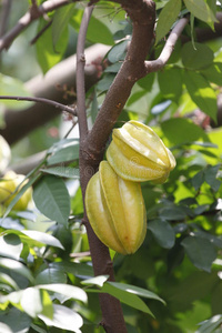 沙果是海棠果图片